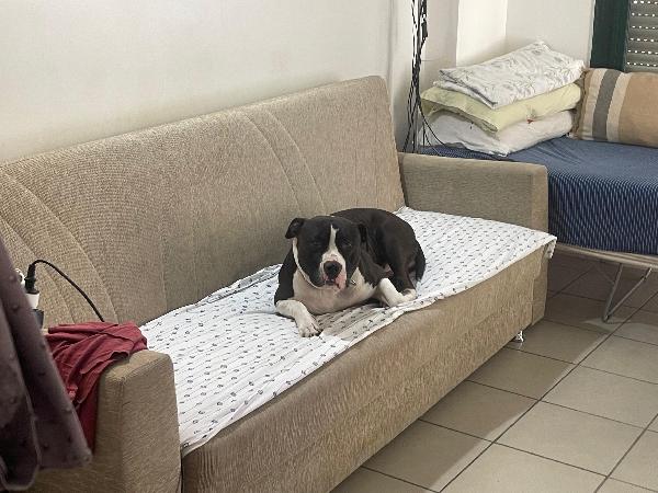 Roy e Mesh Mesh, un'adozione di coppia Foto 3